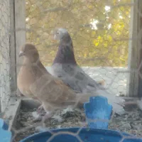 کبوتر|پرنده|خوانسار, |دیوار