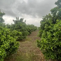۴۰۰۰ متر باغ سند دار دور محصور / ۲۰۰ متری آسفالت|فروش زمین و ملک کلنگی|بهنمیر, |دیوار