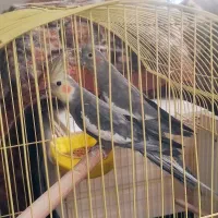 انواع عروس هلندی مولد دست آموز تکی جفتی