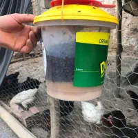 تله سطلی مگس گیر