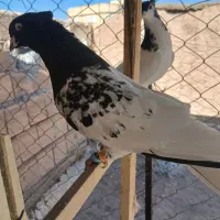 کله سیاه نر