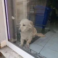 توله آشپیتز ۱۱ماهه|سگ|مشهد, کوی المهدی|دیوار