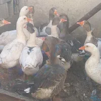 ۱۰عددغاز جوان دانه ای ۱میلیون به فروش میرسد