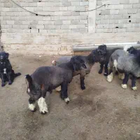 5 عدد بره تخمی عتیقه ،