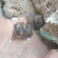 توله نر و ماده