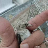 جوجه سهره نر|پرنده|اسلامشهر, مظفریه|دیوار