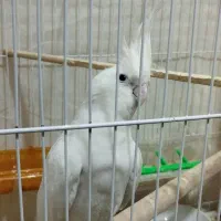 جفت عروس هلندی