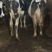 ۲عددگاو|حیوانات مزرعه|مهربان, |دیوار