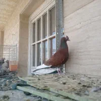 فروش نروماده قره سرخ