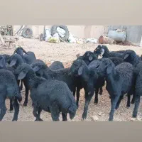 بره ماده قره قزل گوسفند میش قوچ شیشک افشار