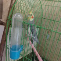 عروس هلندی