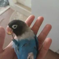 کوتوله برزیلی ماسکی نر