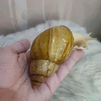 حلزون|خزنده|تهران, فلاح|دیوار