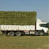 یونجه خشک پر گل و برگ