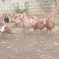 بوقلمون