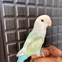 طوطی برزیلی دستی