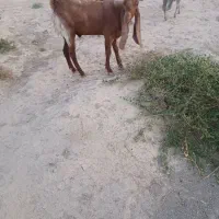 پازن|حیوانات مزرعه|شنبه و طسوج, |دیوار