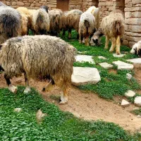 میش داشتی|حیوانات مزرعه|مسجد سلیمان, |دیوار