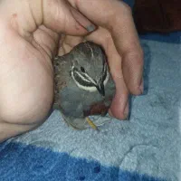 بلدرچین مینیاتوری