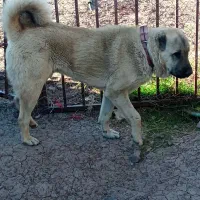 ماده|سگ|قزوین, |دیوار