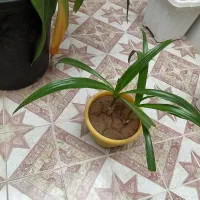 گل اشک ملکه|گل و گیاه طبیعی|خمینیشهر, |دیوار