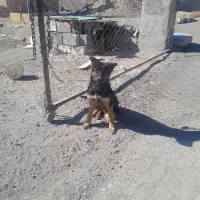 توله ژرمن ماده کیفیت عالی