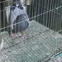 معاوضه با ماده پلاکی یا پلاس