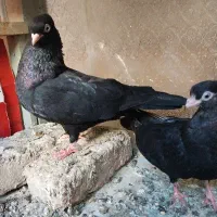 دو کبوتر زاغ آبادانی