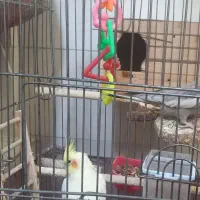 جفت عروس هلندی به همراه قفس و وسایل