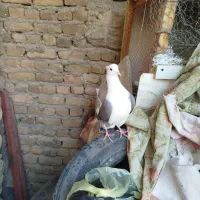 نر سرخ  نر سیاه  انتیک|پرنده|خرم‌آباد, |دیوار