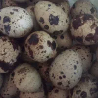 فروش تخم بلدرچین