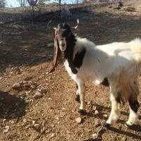 با سلام خدمت دوستان عزیز نر بز پاکستان اصلی