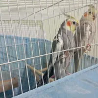 طوطی عروس هلندی