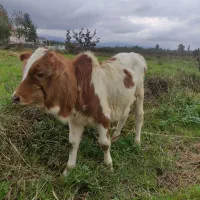 گوساله نر چالوسی