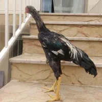 خروس و مرغ اوشامو آلمانی وارداتی