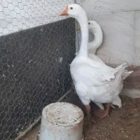 قوقاز چینی سفید|حیوانات مزرعه|چغادک, |دیوار