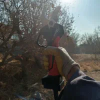 هرس کاری تک درخت|خدمات باغبانی و درختکاری|تبریز, |دیوار