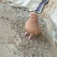 کبوتر