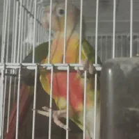 فروش جوجه ملنگو و گرینچک