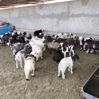 بادرودفروش کاه نخوددرهرتناژی