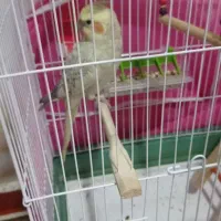 عروس هلندی|پرنده|اصفهان, پزوه|دیوار