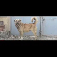 قوچی 15 ماهه گله ای نترس