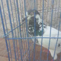 کبوتر پاکستانی