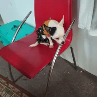 سگ شیواوا ،شیبابا،شی هواهوا،چیواوا|سگ|وحیدیه, |دیوار