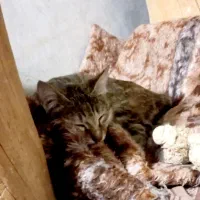 واگذاری|گربه|قم, نخودی|دیوار