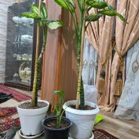 دیفین|گل و گیاه طبیعی|اهواز, نادری|دیوار