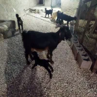 فروش دوعدبزدرجه یک