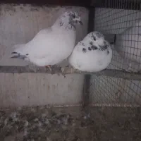 کبوتر|پرنده|خمینیشهر, |دیوار