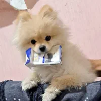 سگ پامرانین