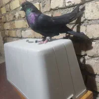 کفتر دولا پر